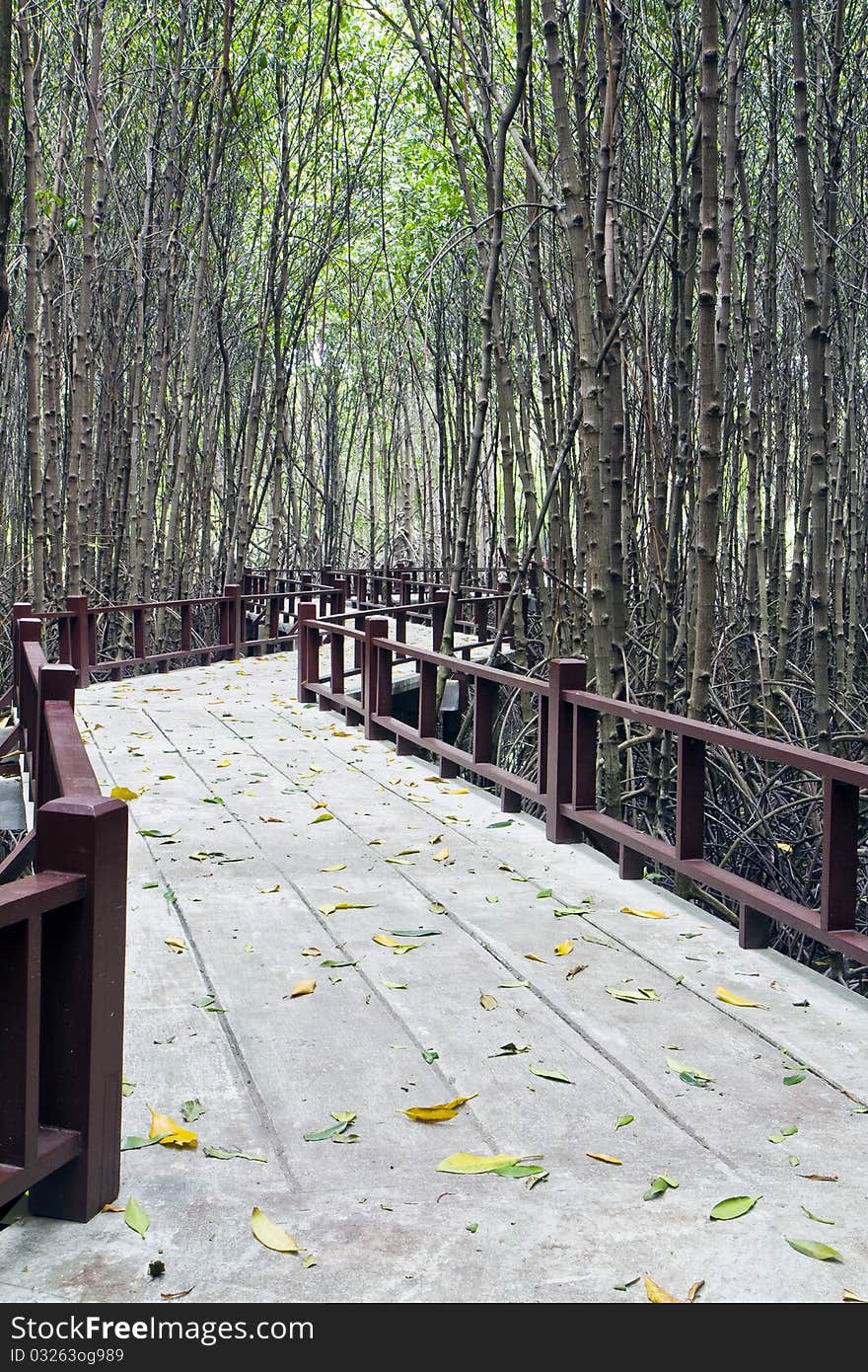 Seashore footpath in mangrove forest , Pran Buri city, Thailand. Seashore footpath in mangrove forest , Pran Buri city, Thailand