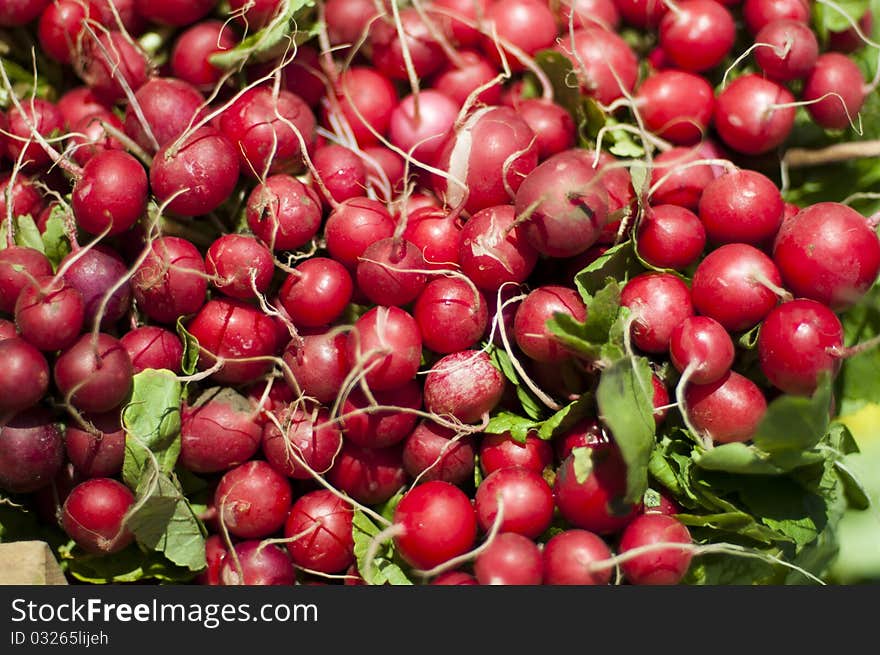 Garden radish