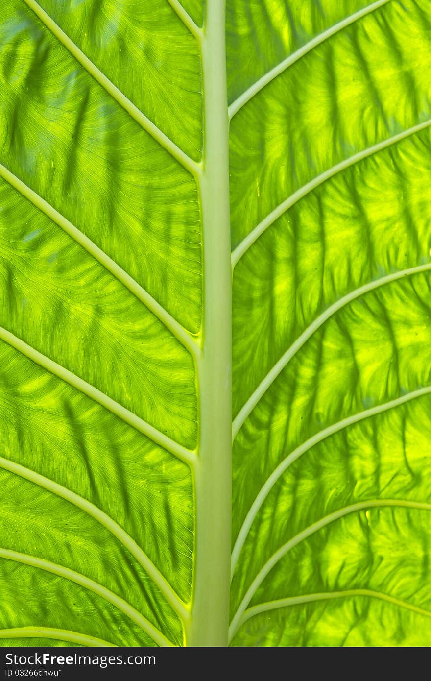 Leaf design