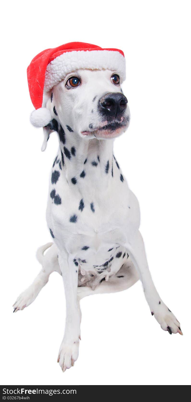 Dalmatians in the Santa hat. In the studio