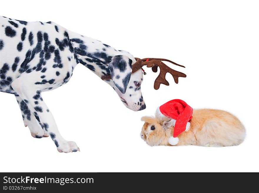 Dalmatians sniffing rabbit in the Santa hat.