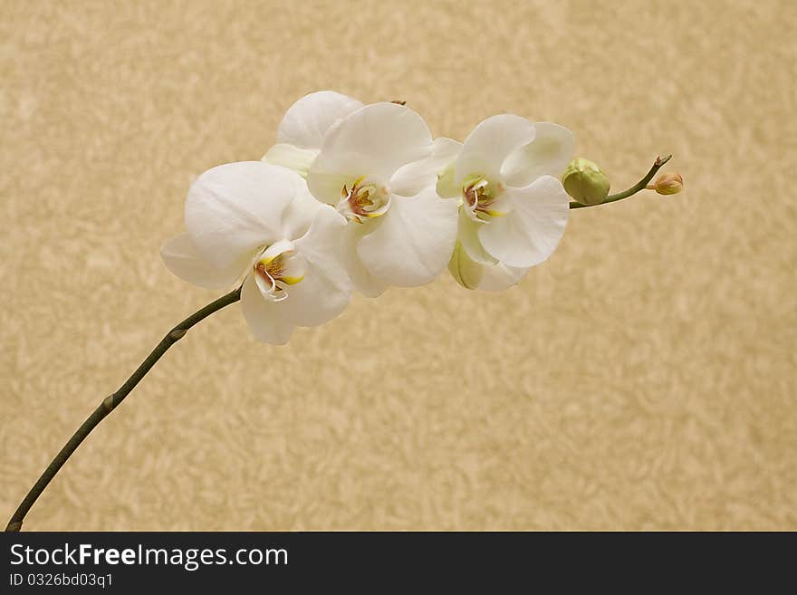 Branch orchids on vintage background