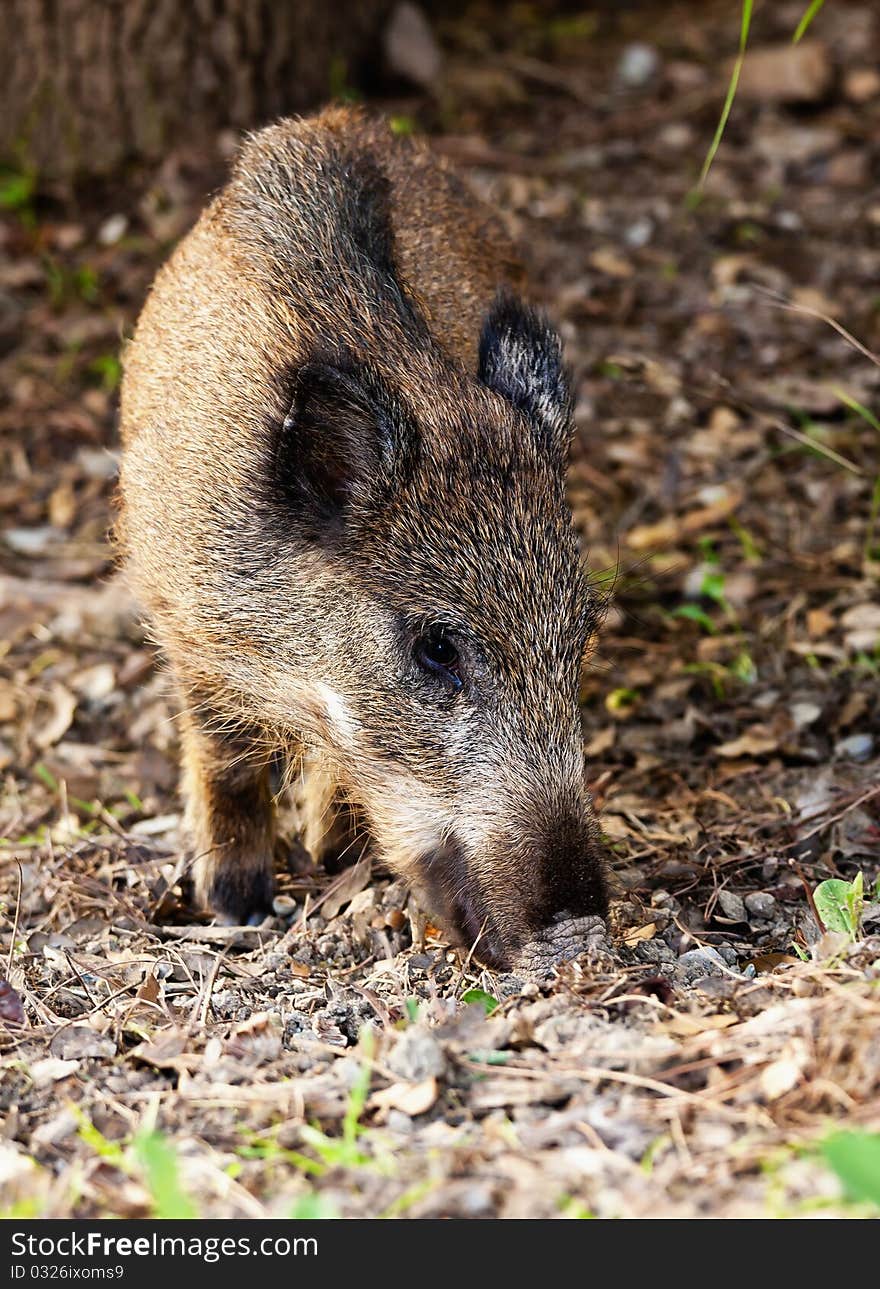 Young wild boar eat acorns under the oaks