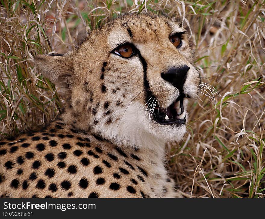 Cheetah Close-up