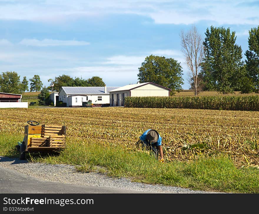 Amish Farmer harvesting corn