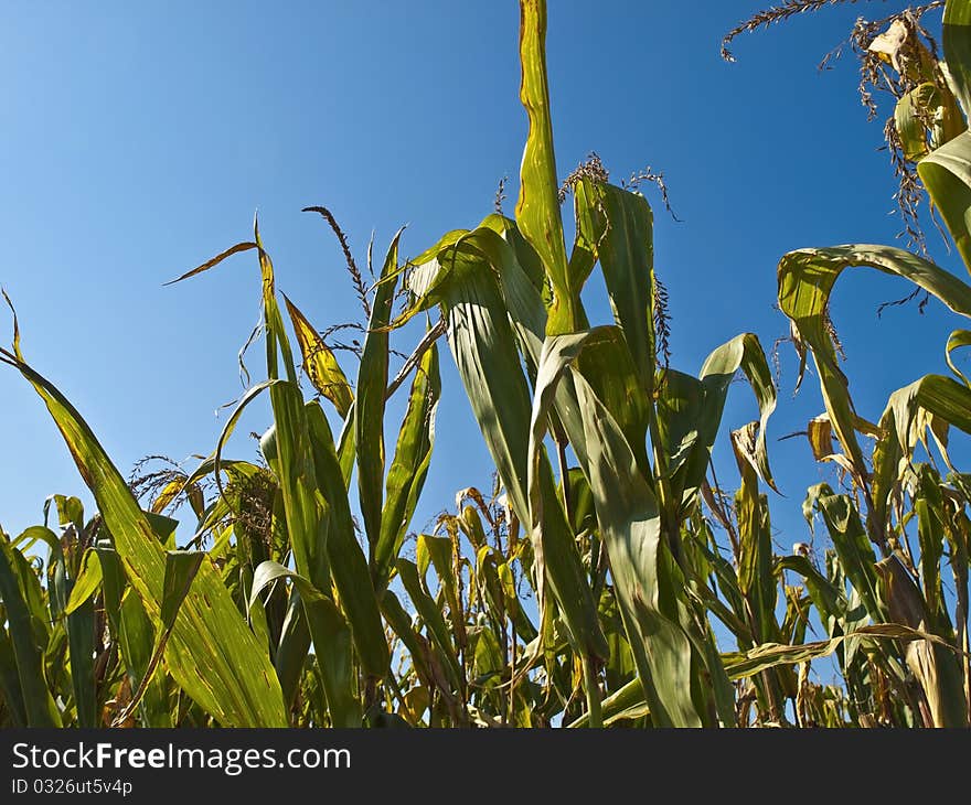 Corn Plant from a Lancaster farm,