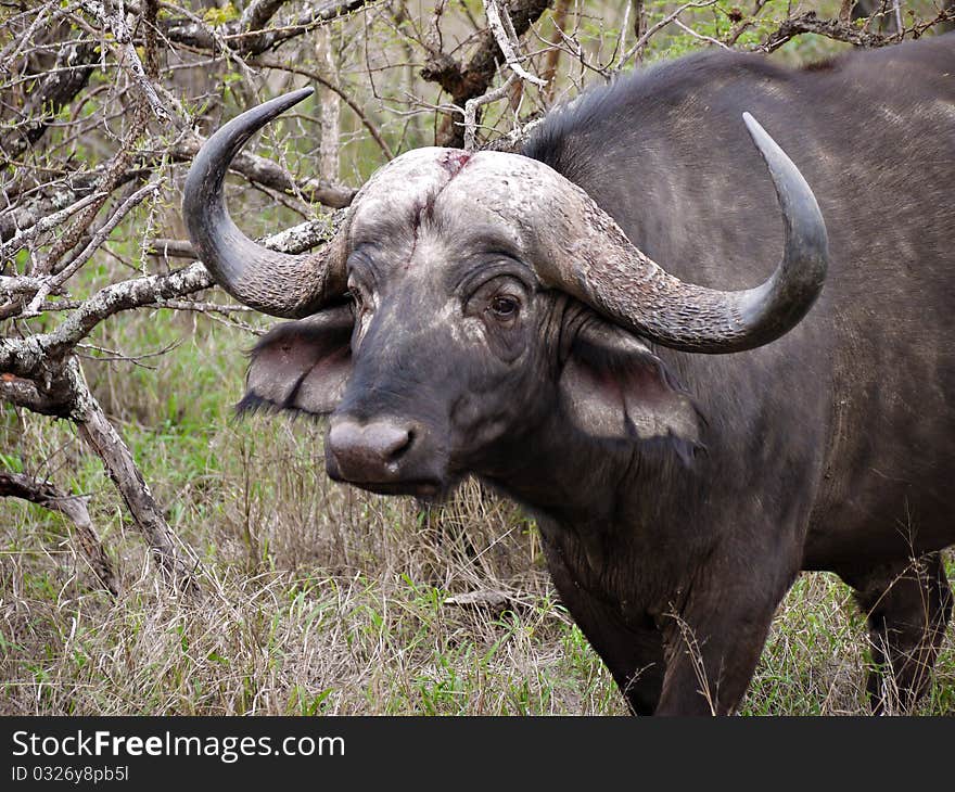 Buffalo in Kruger National Park