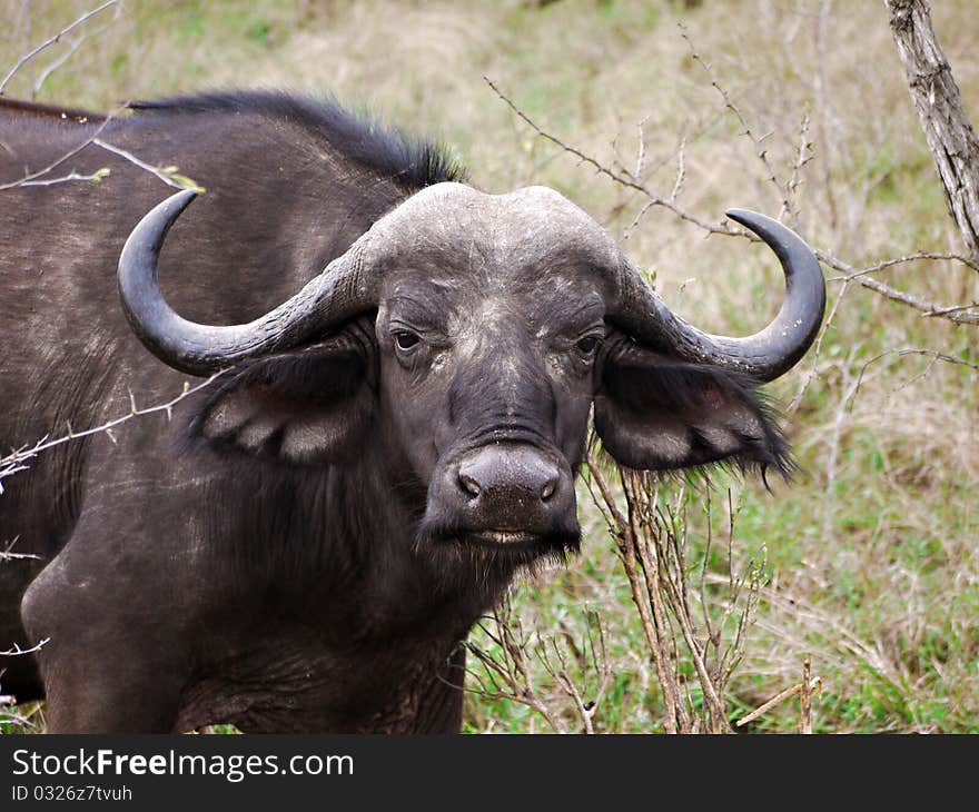 Close- up of Buffalo from Kruger National Park