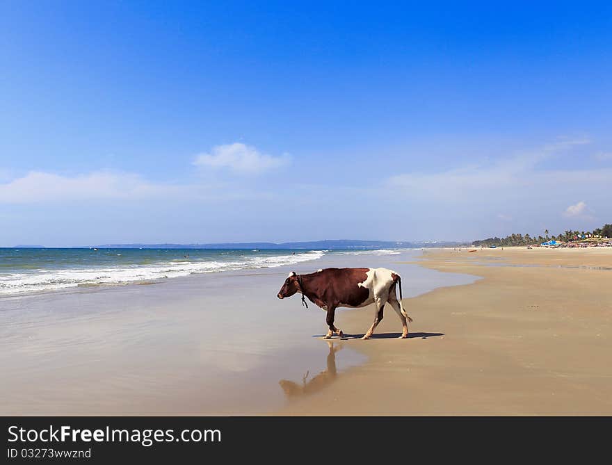 Cow In The Beach