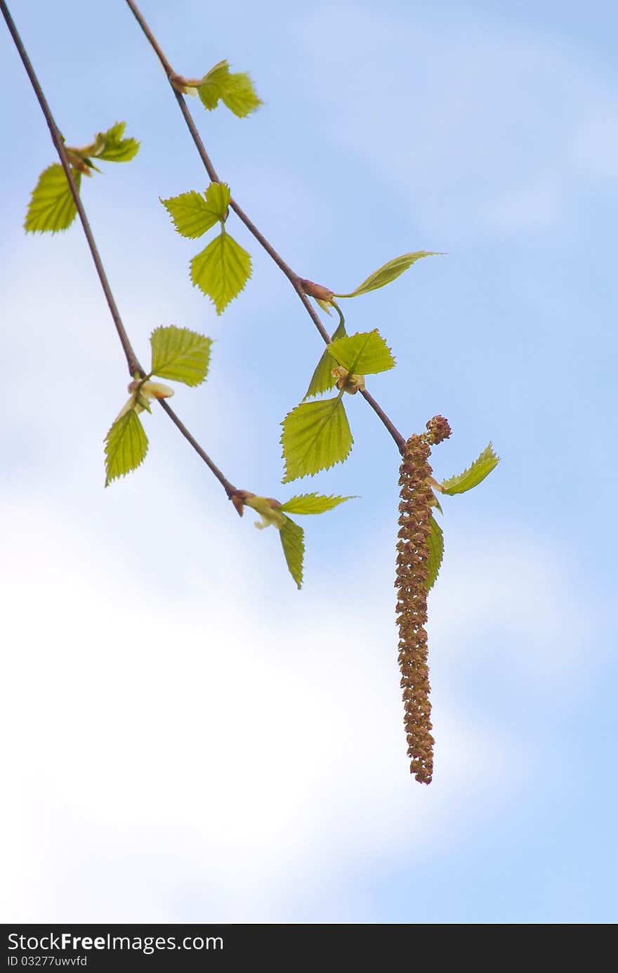 Birch Twig With Green Leaves