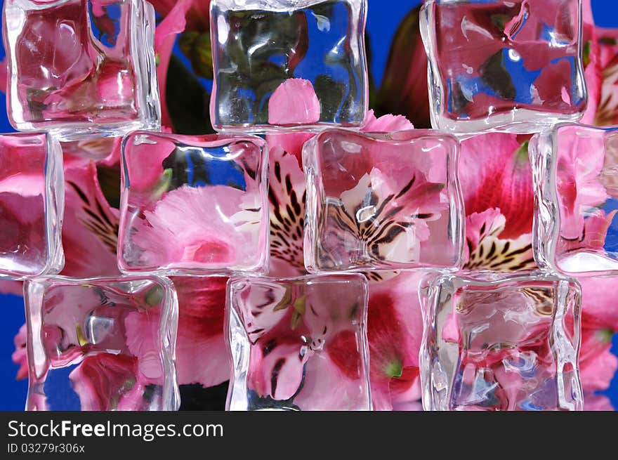 Flowers Behind Ice