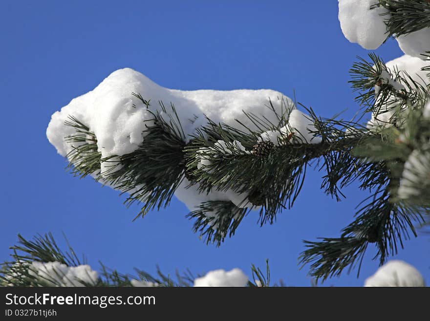 Beautiful nature in the wintertime