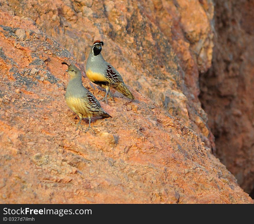 Gambles quail, common in Arizona. The top more colorful bird is the male