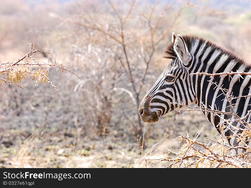 A zebra standing in the veld