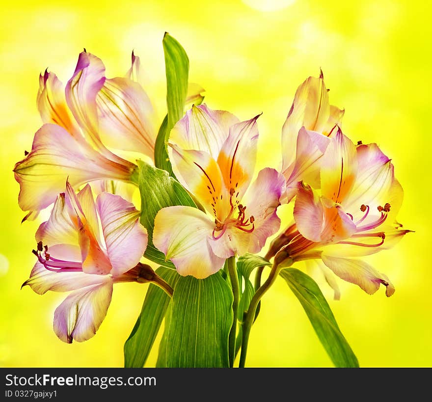 Bouguet Of Alstroemeria Lily