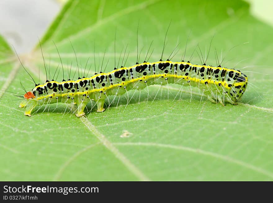 A cute caterpillar on leaf