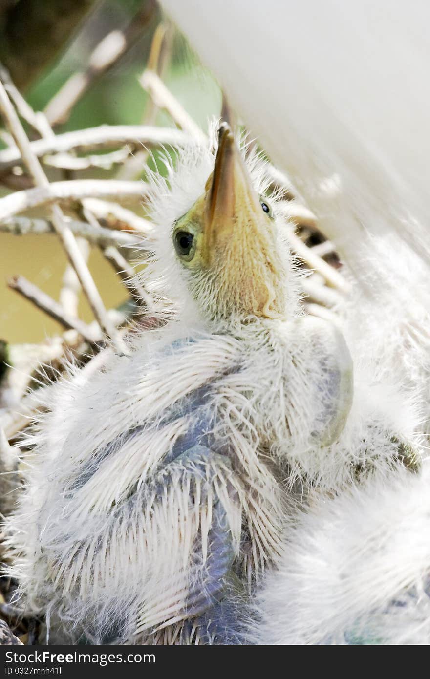 Baby Egret in Nest