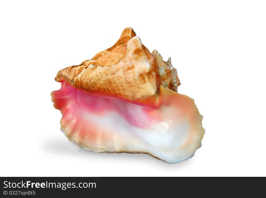 Isolated Pearly Pink Conch Shell