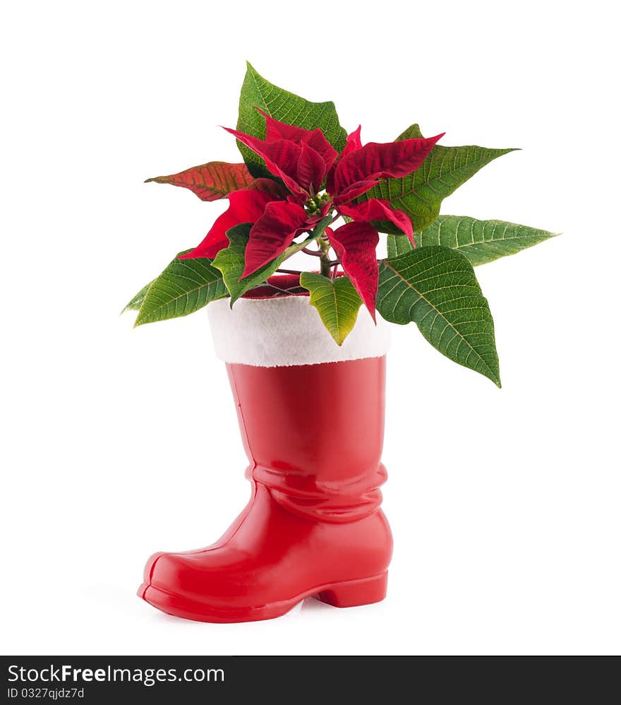 Christmas Decoration Poinsettia