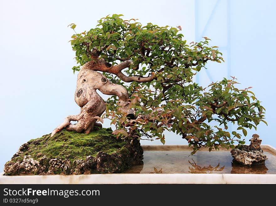 A bonsai of banyan in pot, miniascape