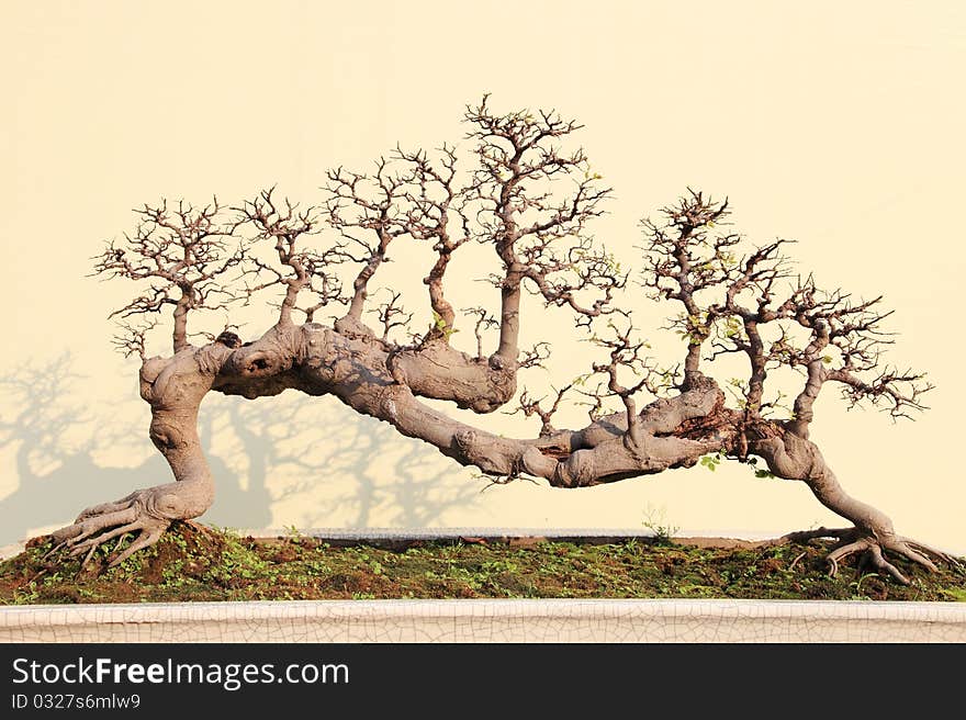 A bonsai of banyan in pot, miniascape