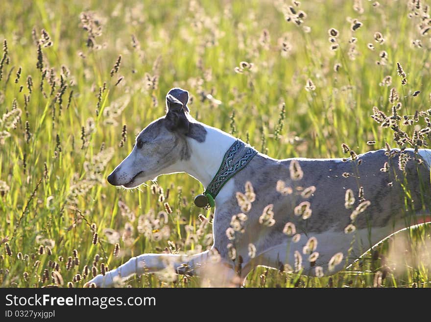 Whippet running through meadow