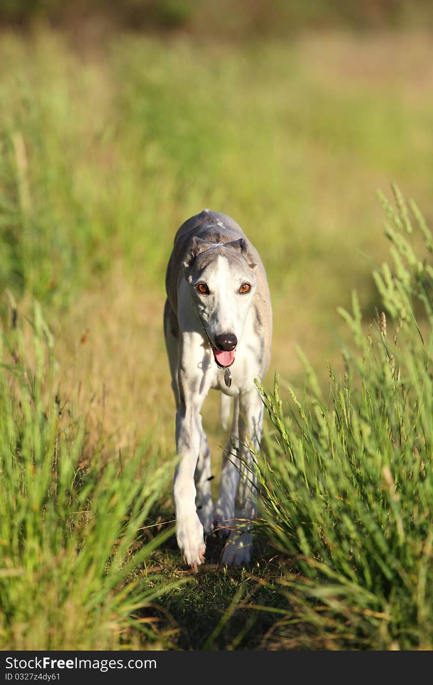 Whippet running through meadow