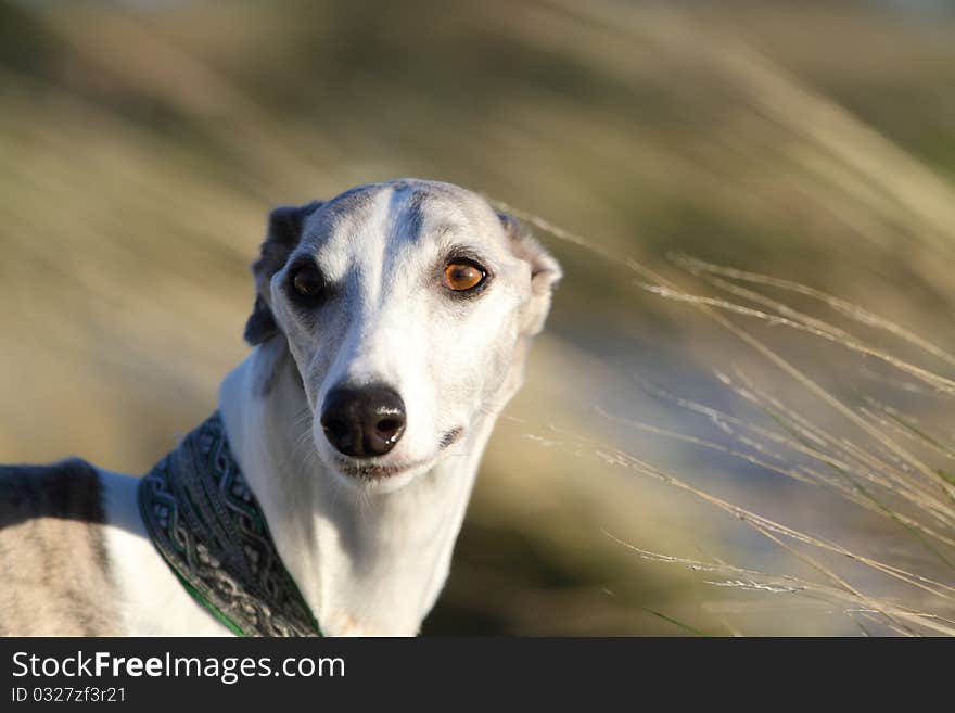 Whippet in the wind