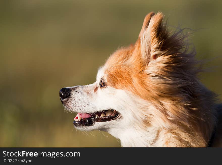 Old mixed breed dog at sunset