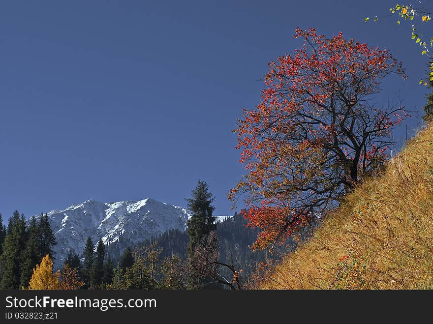 Early autumn in the mountain. Early autumn in the mountain