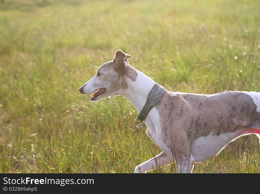 Whippet trotting through grass, sunset