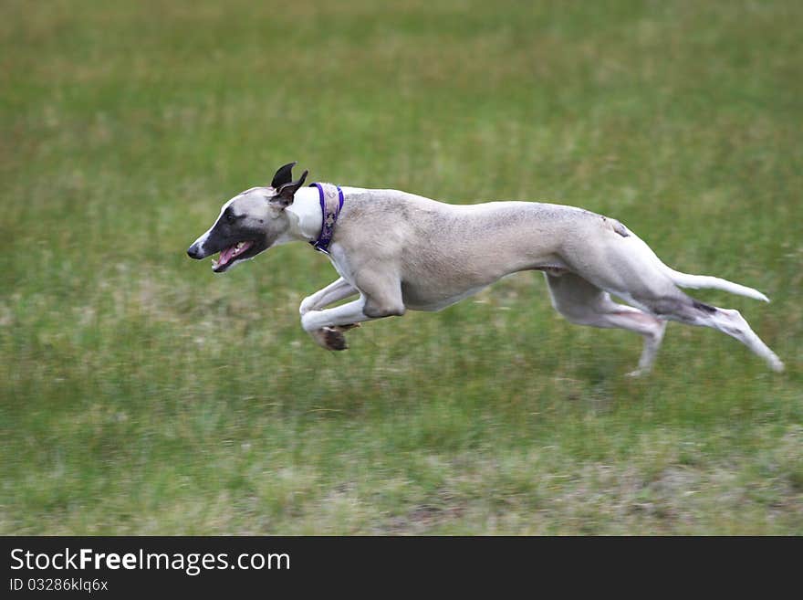 Dog running