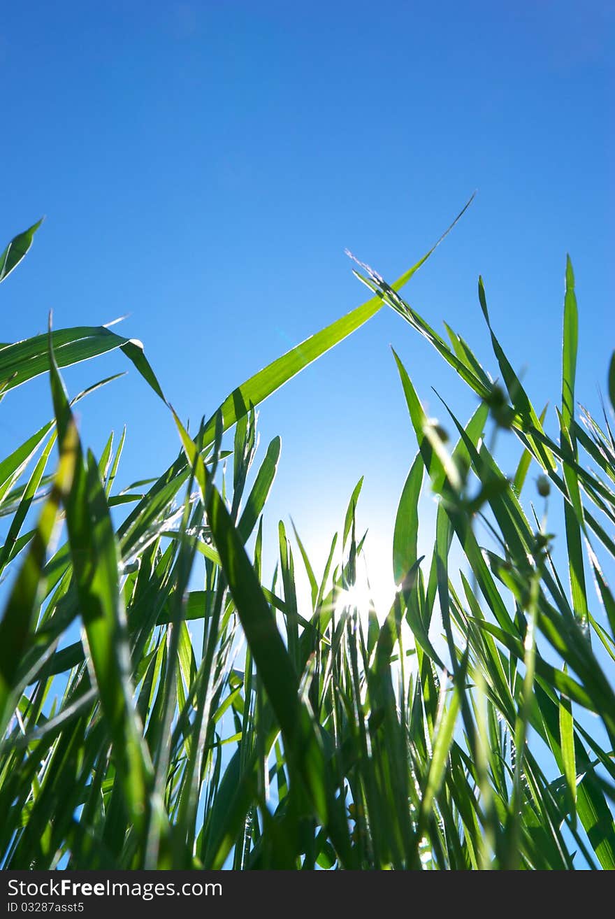 Grass and clear sky. Nature composition. Grass and clear sky. Nature composition.