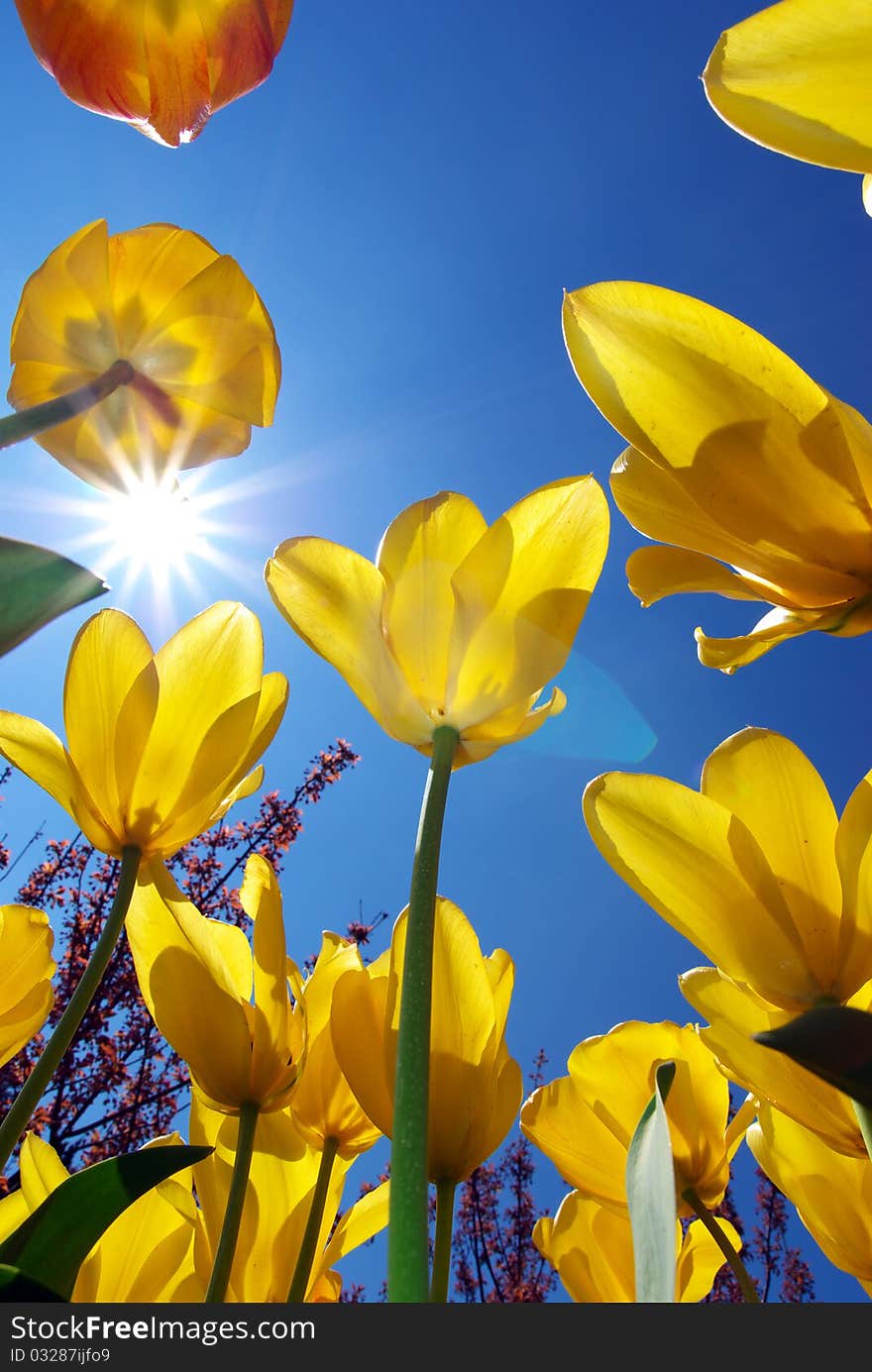 Tulips On Sky Background.