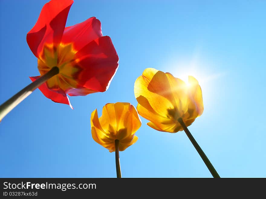 Tulips on sky background. Composition of nature.