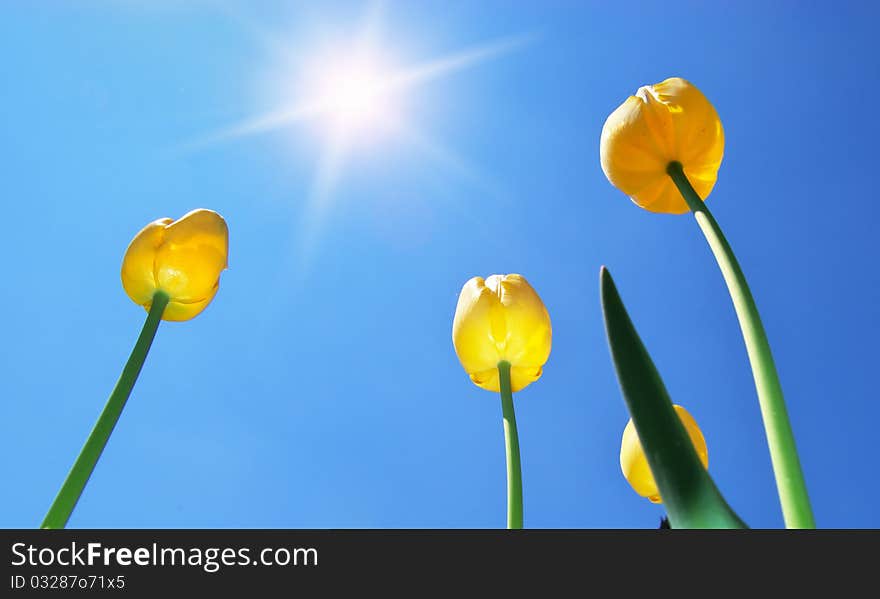 Tulips On Sky Background.