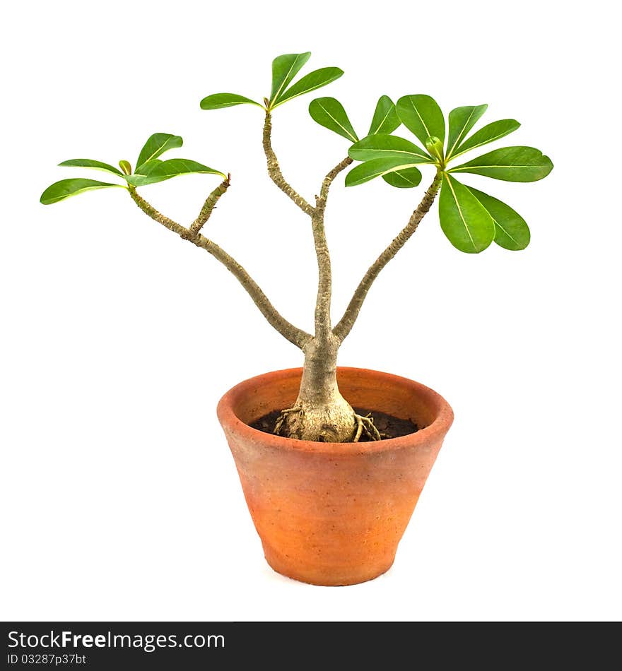 Desert rose or Ping Bignonia in flowerpot isolated on white background