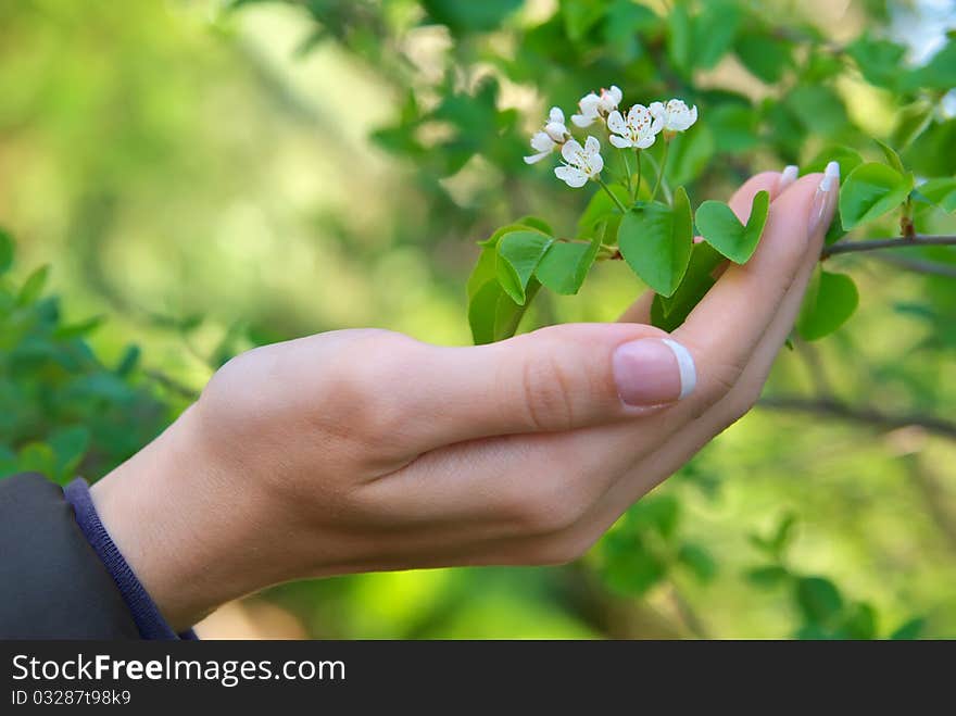 Woman hand and flower