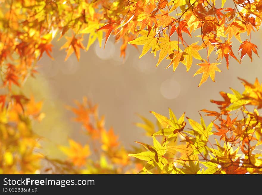 Pendant colorful maple leaves in the autumn sunny day.