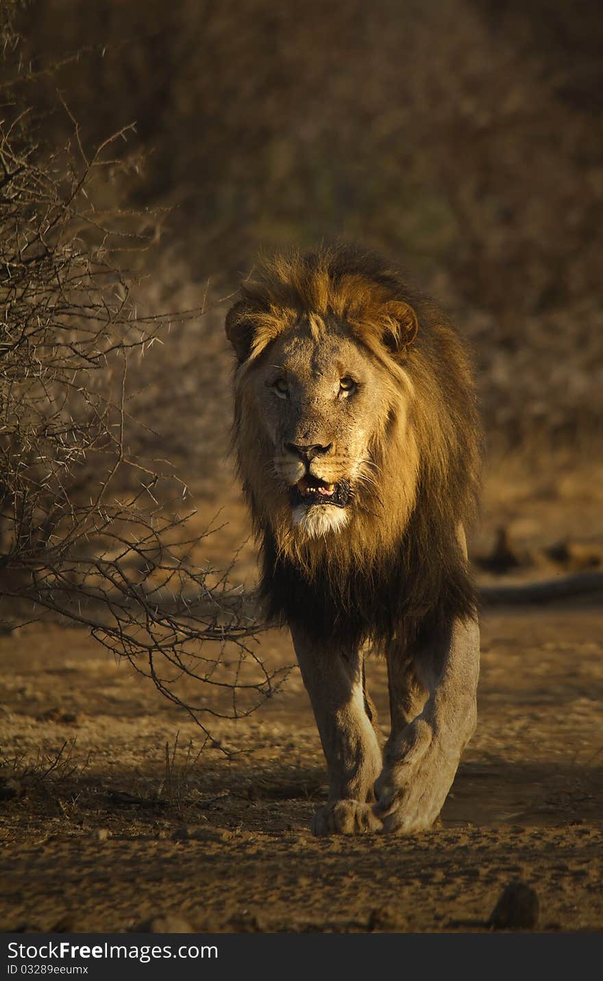 Male lion walking head on. Male lion walking head on.