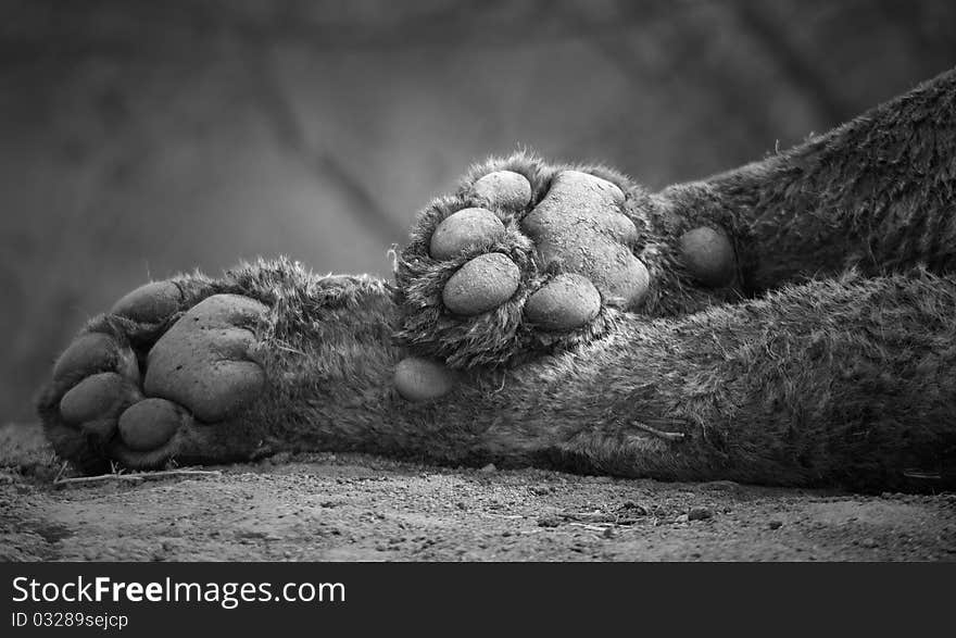 Artistic look at lion paws. Artistic look at lion paws