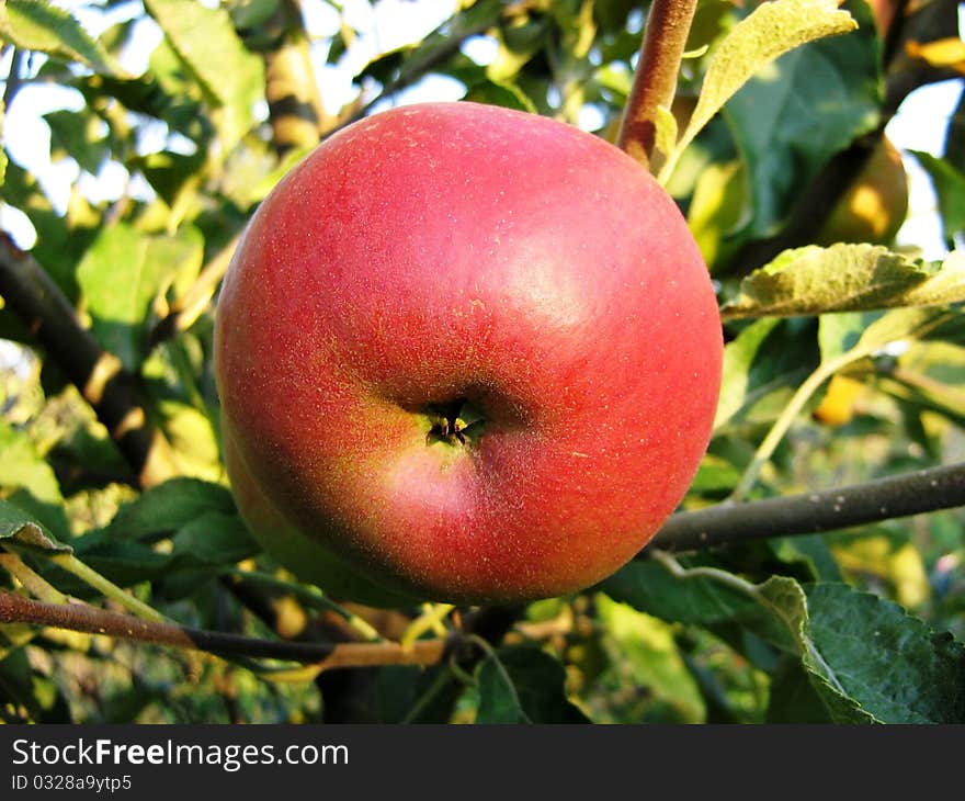 eco red apple on tree