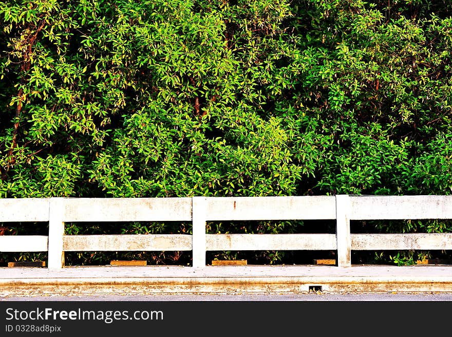 Mangrove forest