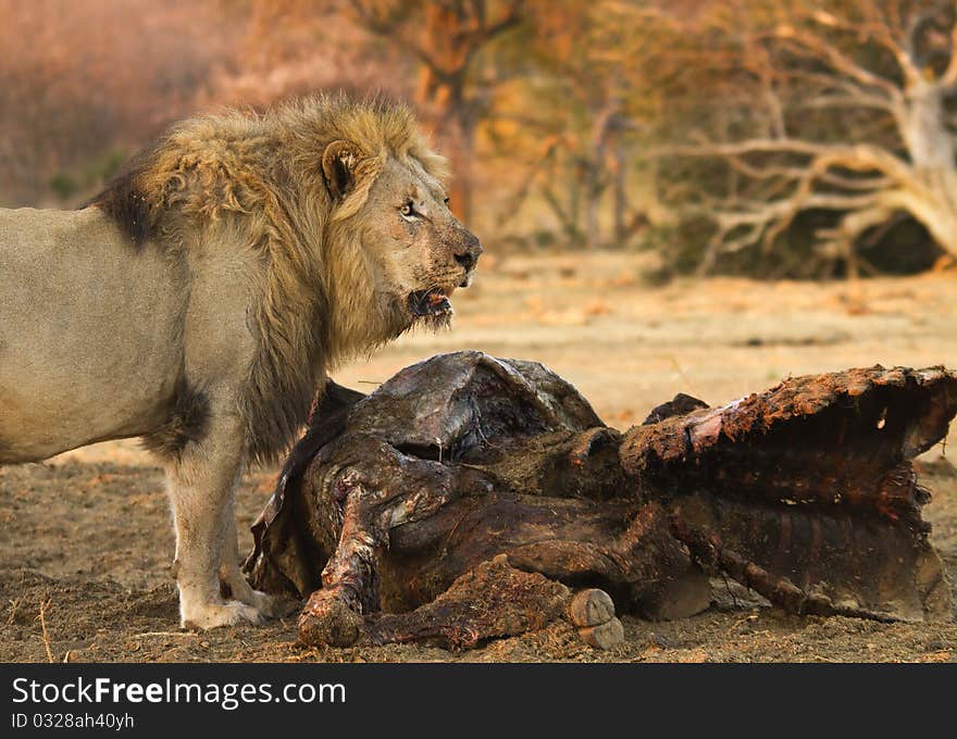 Male lion feeding on a buffalo kill. Male lion feeding on a buffalo kill