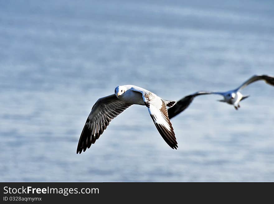 Wild seagull in nature at Bang Pu beach at sun set