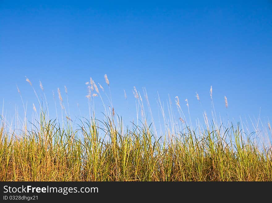 Grass in autumn, alone and romance atmosphere