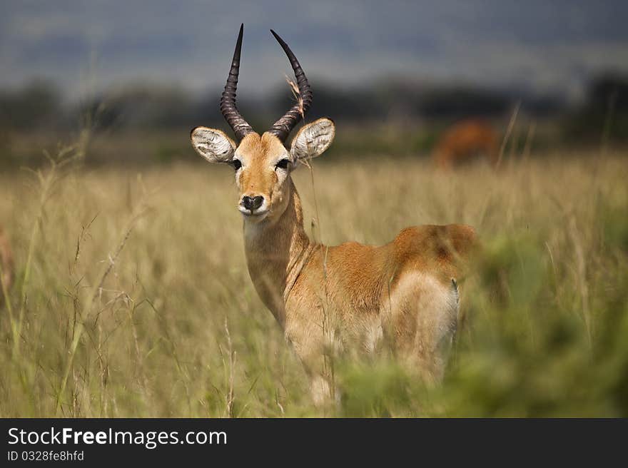 Impala alone on the Savannah