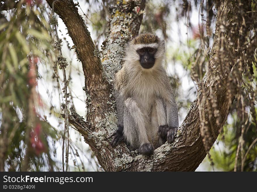 Vervet Monkey in tree