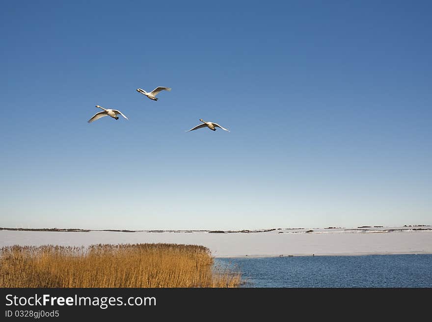 Three swans flying over a lake in winter time. Three swans flying over a lake in winter time