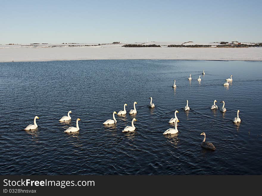 Danish swans swiming around in a lake. Danish swans swiming around in a lake